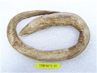 藏品(前肛鰻)的圖片